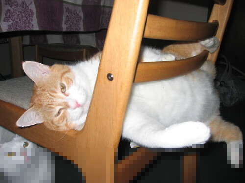 文班亚马定乾坤,吉林队战术冲垮掘金,唯一性胜利启示录